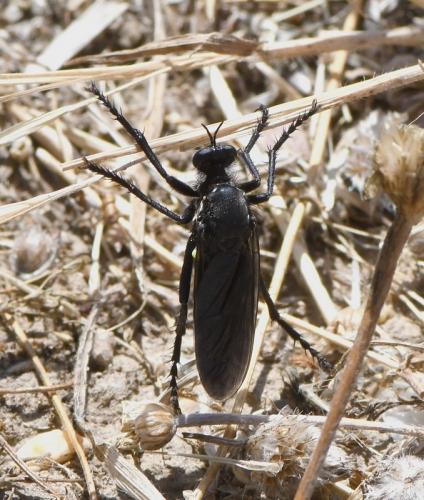 Dasypogon diadema